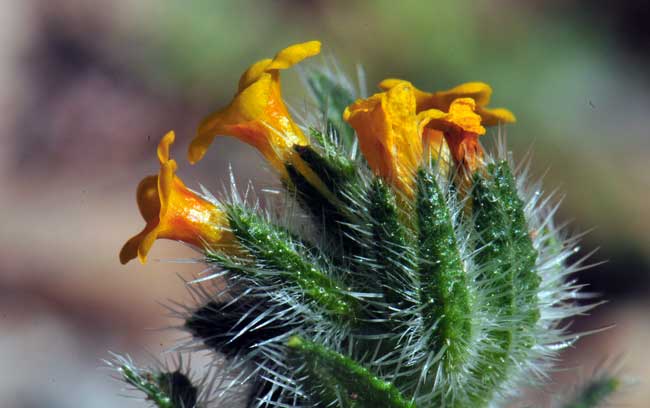 Amsinckia menziesii var. intermedia, Common Fiddleneck, Southwest Desert Flora